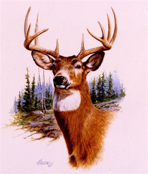 Prize Buck Whitetail Deeroriginal Watercolor In Private Collection