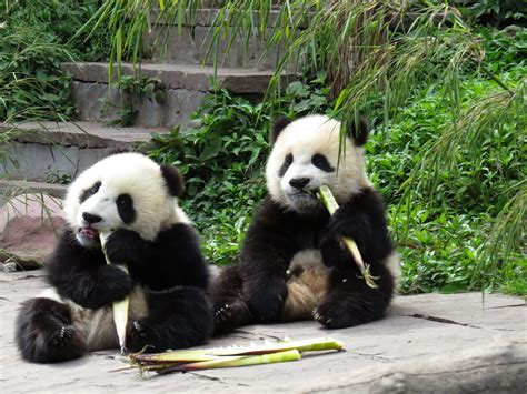 Were Giant Pandas Taken Off Iucns Endangered List Too Soon China