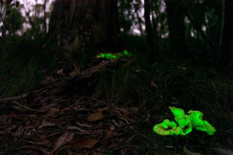 Ghost Mushrooms In The Adelaide Hills Mark Oliphant Conservation Park