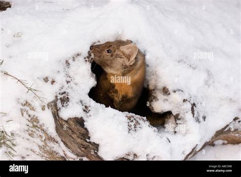 Pine Marten Looking Out Of A Den In Winter Stock Photo Alamy