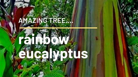 Rainbow Eucalyptus Tree Philippines Youtube