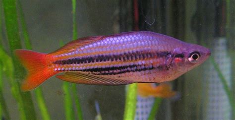 Photo 8 Melanotaenia Australis Western Rainbowfish One