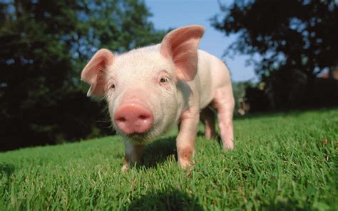 تفسير حلم ذبح الخنزير في المنام للعزباء