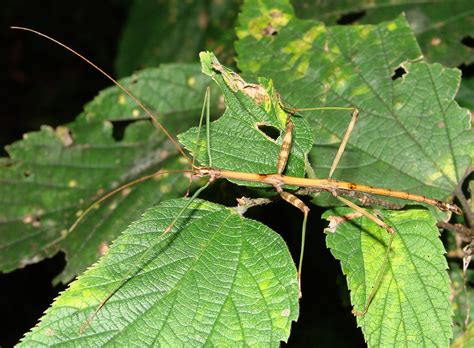 Two Foot Long Bug Discovered In China Dubbed Worlds Longest Insect