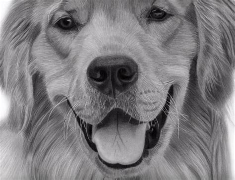 How To Draw White Whiskers On A Golden Retriever