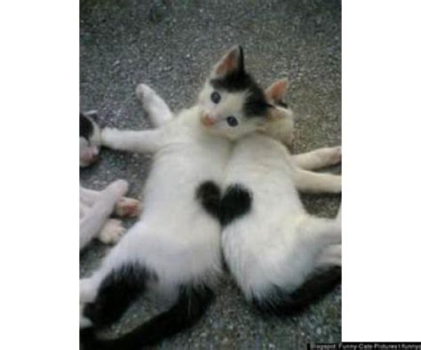 Two Cats Forming One Heart Optical Illusion