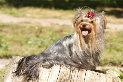 10 Long Haired Dog Breeds Pawculture