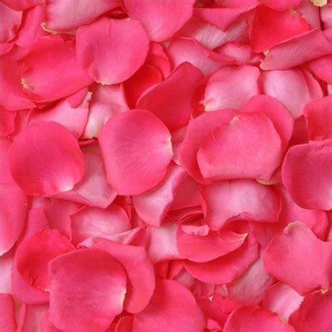 Pink Rose Petals Are Scattered On Top Of Each Other