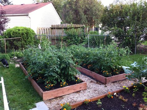 Raised Tomato Beds Raised Tomato Beds Yard Outdoor Table