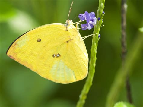 Hd Wallpapers Yellow Butterfly