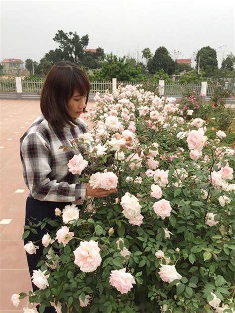 Vườn Hoa Hồng đẹp Như Tranh Của Gia đình ở Hà Thành Vườn Rau Phố