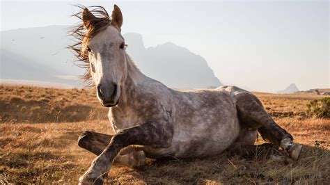 Wallpaper Horse Sehlabathebe National Park Lesotho National