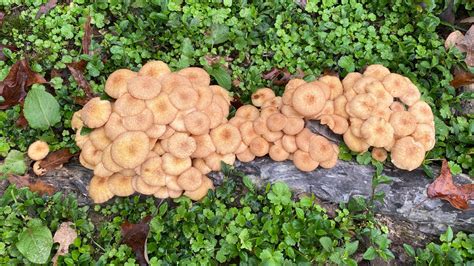 Foraging Ringless Honey Mushrooms