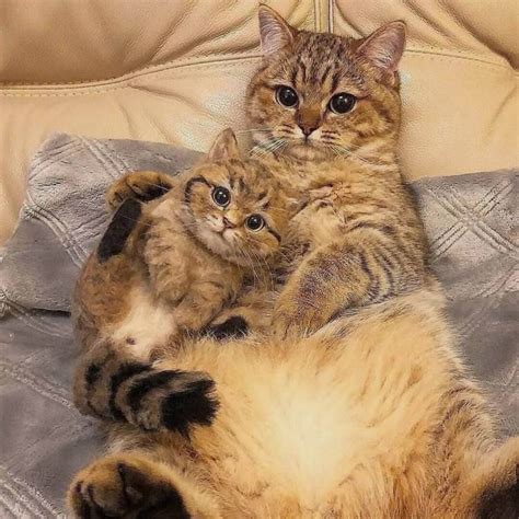 65 Funny Animals To Brighten Your Day Cutesypooh Kitten Pictures Cat