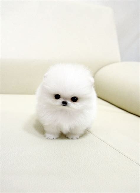 The dog's age can have a huge effect on how much it will cost to buy. 1000+ images about Tea Cup Pomeranian on Pinterest ...