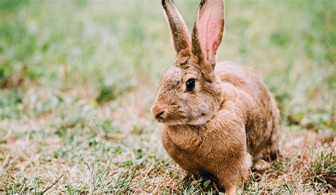 Tips Para Tomar Buenas Fotos De Conejos Que Encantarán