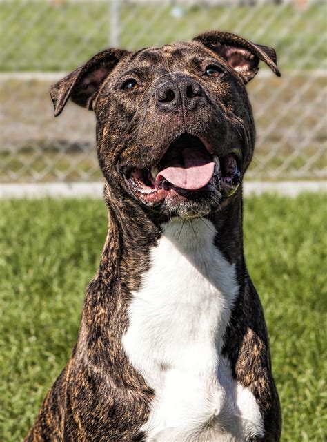 Feature creature: Brindle with white coloring dog seen at SCRAPS | The ...