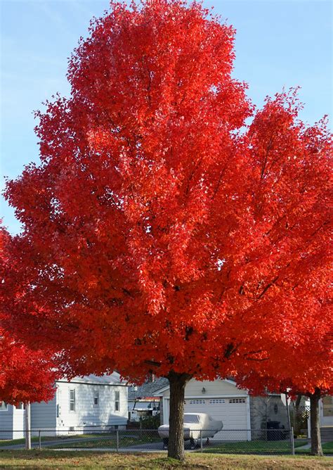 Autumn Blaze Red Maple Tree Isons Nursery And Vineyard