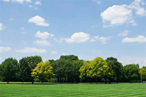 Tree Line With Sky Stock Photo Download Image Now Treelined Sky