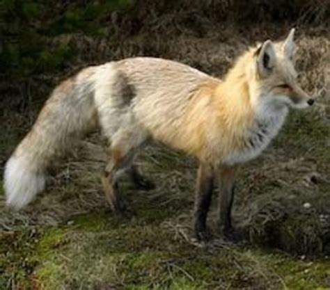 The Department Of Fish And Wildlife Pushes To Put The Cascade Red Fox