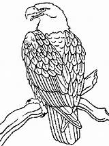 Eagle Coloring Pages Adult Color Drawing Animal Printable Bald Desert Animalstown Animals Eagles Bird Head Drawings Sheet Books Outline Getdrawings sketch template