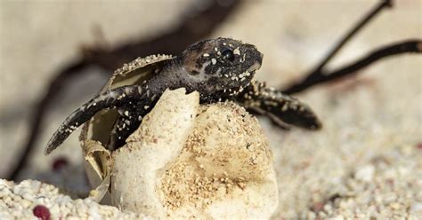 Scientists Just Documented The Worlds Largest Hatching Of Baby Turtles