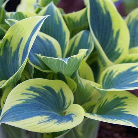 Buy Plantainlily Hosta First Frost Affordable Uk