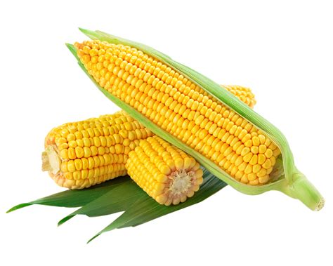 عکس Png ذرت Corn Png Transparent دانلود رایگان