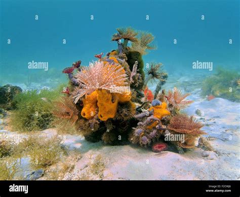 Colorful Underwater Marine Life Composed By Tube Worms And Sea Sponges