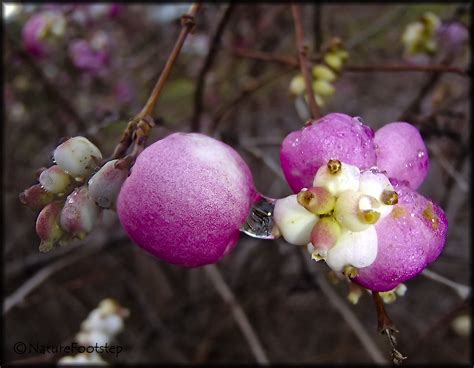 Naturefootstep Photoart Pink Snowberry
