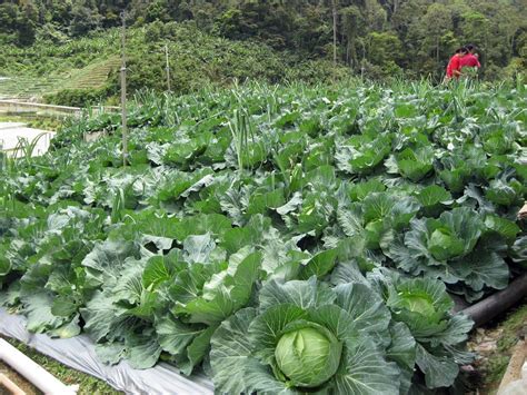 Jun 23, 2021 · menurut owner wisata kebun kurma pasuruan, rusti widayati, puluhan pohon kurma yang berbuah tersebut berasal dari jenis yang beragam, mulai dari ajwa, mojol, barhe hingga kurma liar asli indonesia. Terpopuler 22+ Kebun Sayur