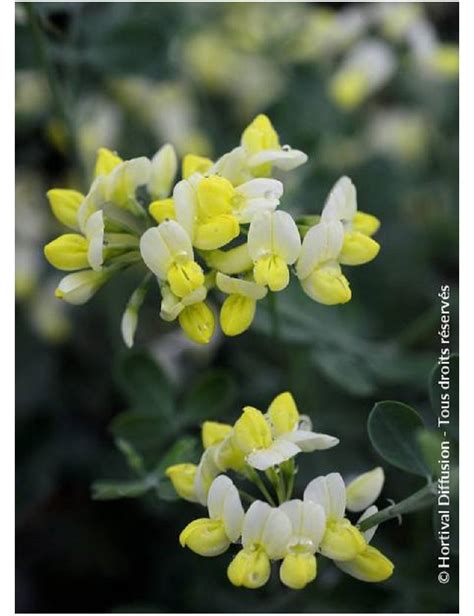 Coronilla Glauca Citrina Coronille Des Jardins