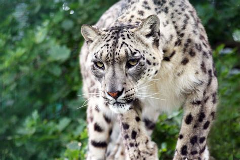 Snow leopard ( panthera uncia or uncia uncia ), a carnivore that inhabits the mountainous regions of the snow leopard population is estimated to be only a few thousand animals, and the species is. Snow Leopard HD Wallpapers | Download Snow Leopard Desktop ...