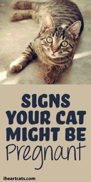 Signs Your Cat Might Be Pregnant Pregnant Cat Cat Care Cats