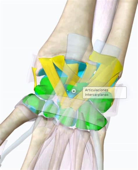 Articulaciones Intercarpianas 🔹paradigmia