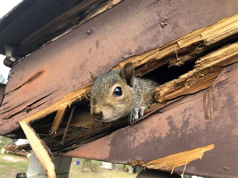 Squirrel Removal Keep Your Home Rodent Free This Winter Clarks Pest