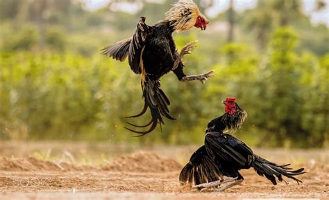 Cari tahu tentang penyebab, gejala, obat, serta cara mencegahnya. MITOSBET: PAKAN YANG BAGUS DAN BERKUALITAS UNTUK AYAM BANGKOK