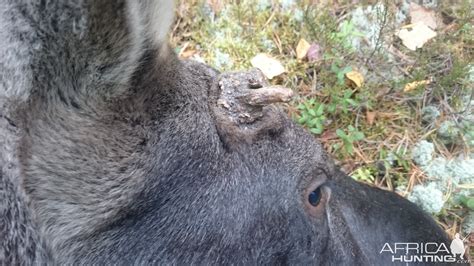 hunting moose in sweden