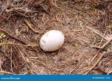 Vulture Egg In The Nest Royalty Free Stock Photography Cartoondealer