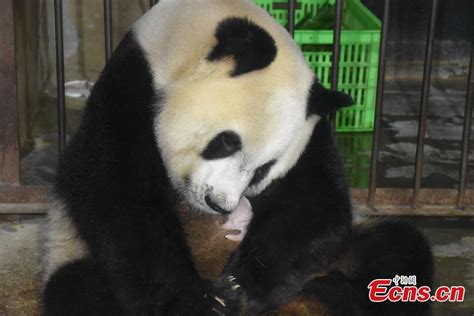 Giant Panda Gives Birth To Twins In Shaanxi China Minutes