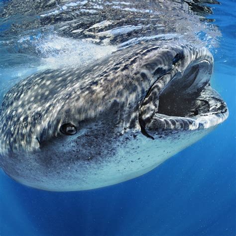 Whale Shark National Geographic