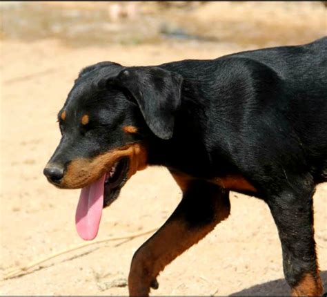 German rottweiler puppies for adoption. AKC Rottweiler puppy for sale, Arizona