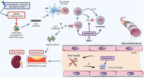 Summary Of The Pathogenesis Of Systemic Lupus Erythematosus Sle And
