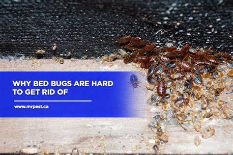 Why Bed Bugs Are Hard To Get Rid Of Mr Pest Control