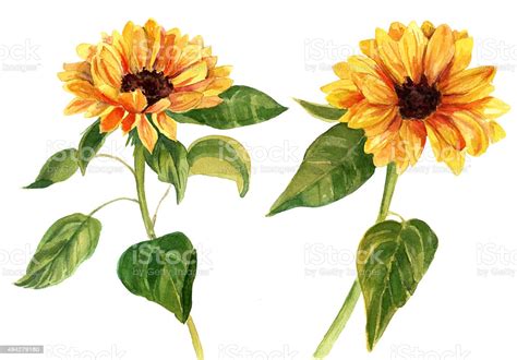 Two Watercolor Sunflowers With Green Leaves On White