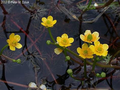 Ranunculus Flabellaris Yellow Water Buttercup Minnesota Wildflowers