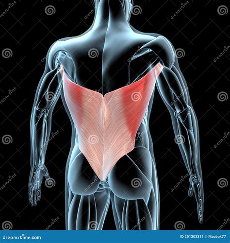 D Illustration Of Latissimus Dorsi Part Of Muscle Anatomy Royalty Free Stock Photography