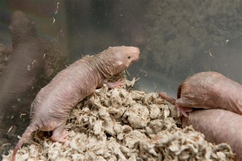 Naked Mole Rats IMAGE EurekAlert Science News Releases