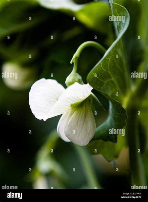 Garden Pea Pisum Sativum High Resolution Stock Photography And Images