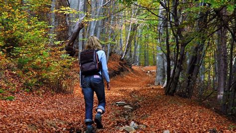 Why Is Walking In The Woods So Good For You The Globe And Mail